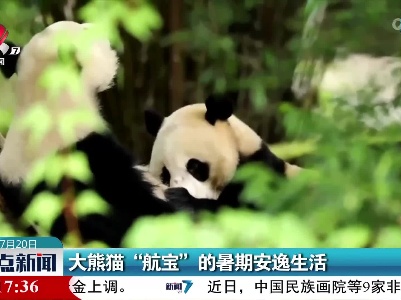 大熊猫“航宝”的暑期安逸生活