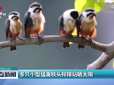 多只小型猛禽枝头排排站晒太阳