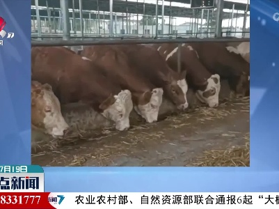 太热！牛牛都有“专用空调”了