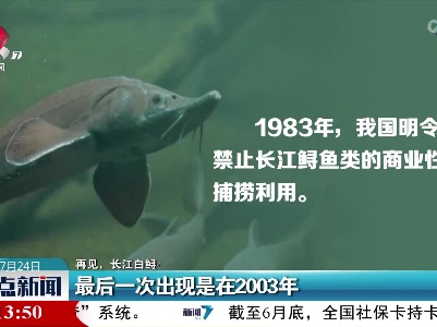 【再见，长江白鲟！】最后一次出现是在2003年