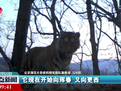 东北虎豹国家公园：野生东北虎数量5年增长近一倍