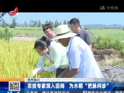 抚州临川：农技专家深入田间 为水稻“把脉问诊”