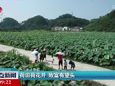 荷田荷花开 致富有望头