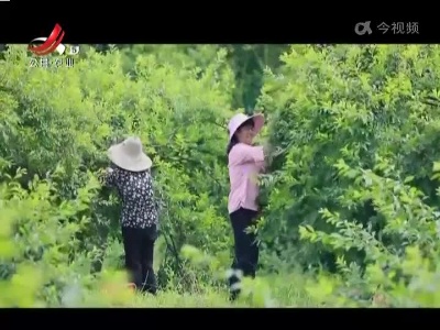稻花香里20220712 乡村振兴进行时——红火李子 助力乡村
