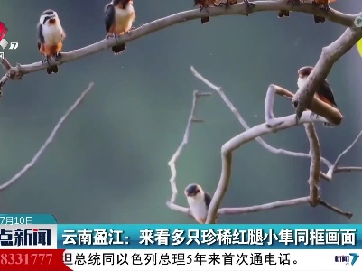 云南盈江：来看多只珍稀红腿小隼同框画面