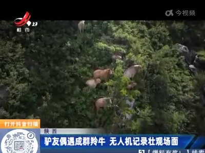 陕西：驴友偶遇成群羚牛 无人机记录壮观场面