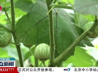 入侵物种喀西茄 果实可爱却有毒