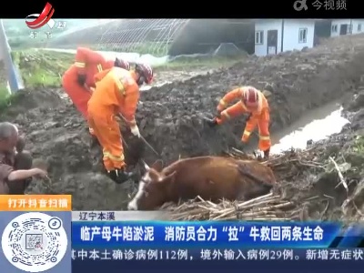 辽宁本溪：临产母牛陷淤泥 消防员合力“拉”牛救回两条生命