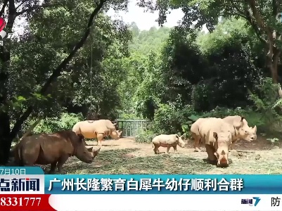 广州长隆繁育白犀牛幼仔顺利合群