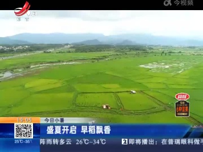 【今日小暑】盛夏开启 早稻飘香