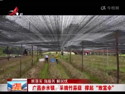 【抓落实 强服务 解民忧】广昌赤水镇：采摘竹荪菇 撑起“致富伞”