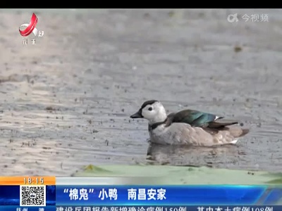 “棉凫”小鸭 南昌安家