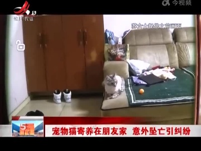 宠物猫寄养在朋友家 意外坠亡引纠纷