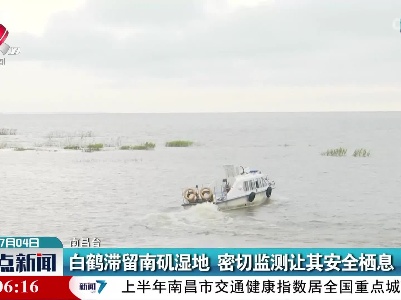 白鹤滞留南矶湿地 密切监测让其安全栖息