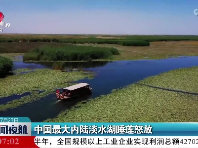 中国最大内陆淡水湖睡莲怒放