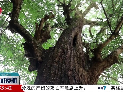 南丰：1641棵古树名木更新保护牌