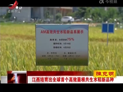 江西培育出全球首个高效菌根共生水稻新品种