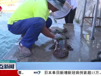 山西：超一米“娃娃鱼”现身河道