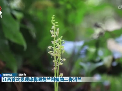 江西首次发现珍稀濒危兰科植物二脊沼兰