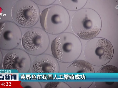 黄唇鱼在我国人工繁殖成功