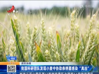 我国科研团队发现小麦中协助条锈菌感染“真凶”