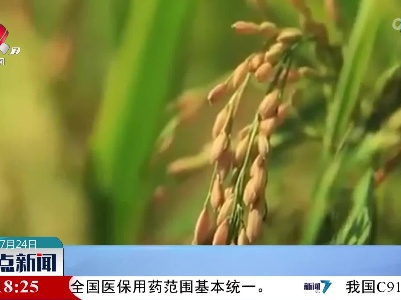 我国科学家发现水稻高产基因
