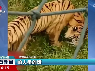 动物园回应老虎吃草 因为助消化