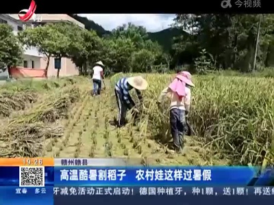 赣州赣县：高温酷暑割稻子 农村娃这样过暑假