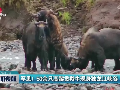 罕见！50余只高黎贡羚牛现身独龙江峡谷