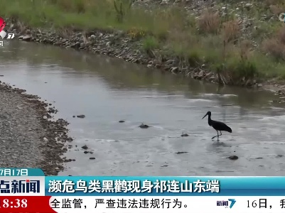 濒危鸟类黑鹳现身祁连山东端