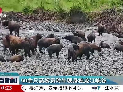50余只高黎贡羚牛现身独龙江峡谷