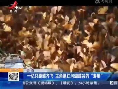 云南：一亿只蝴蝶齐飞 主角是红河蝴蝶谷的“寿星”