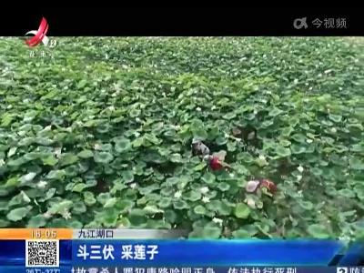 九江湖口：斗三伏 采莲子