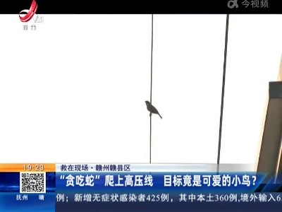 【救在现场】赣州赣县区：“贪吃蛇”爬上高压线 目标竟是可爱的小鸟？