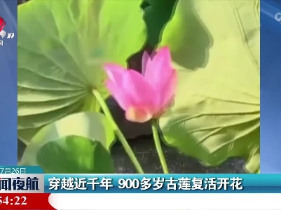 穿越近千年 900多岁古莲复活开花