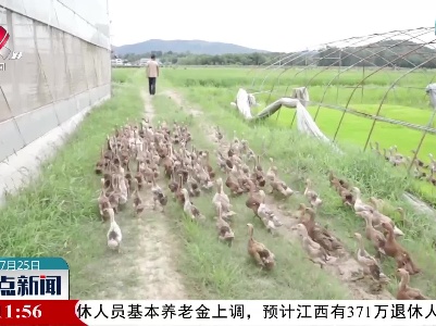 瑞昌：稻鸭共养 农业生态种养新“稻”路
