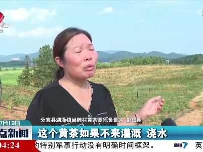分宜：高温来袭 茶农科学“抗旱”