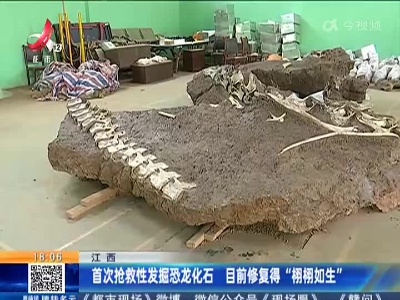 江西：首次抢救性发掘恐龙化石 目前修复得“栩栩如生”