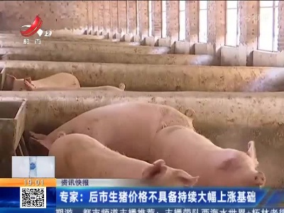 专家：后市生猪价格不具备持续大幅上涨基础