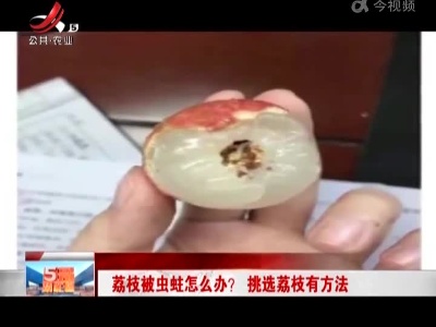 荔枝被虫蛀怎么办？挑选荔枝有方法