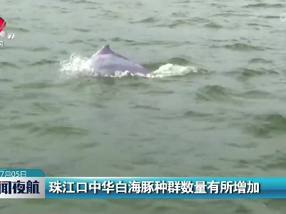 珠江口中华白海豚种群数量有所增加