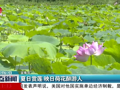 夏日赏莲 映日荷花醉游人
