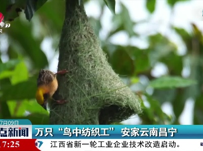 万只“鸟中纺织工”安家云南昌宁