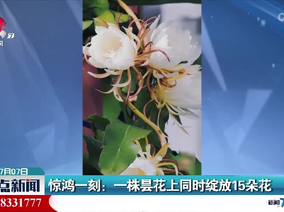 惊鸿一刻：一株昙花上同时绽放15朵花