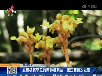 赣州崇义：发现极其罕见的南岭叠鞘兰 属江西首次发现