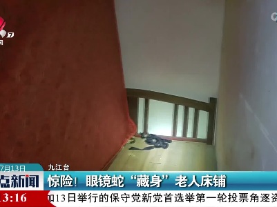惊险！眼镜蛇“藏身”老人床铺