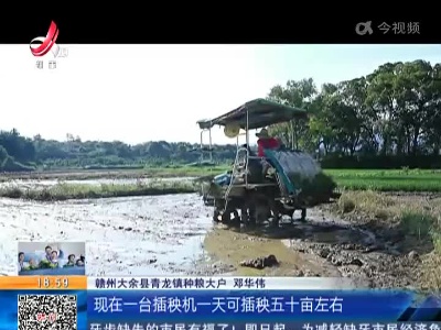 赣州大余：抢抓农时 晚稻栽插忙