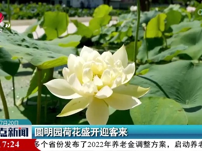 圆明园荷花盛开迎客来