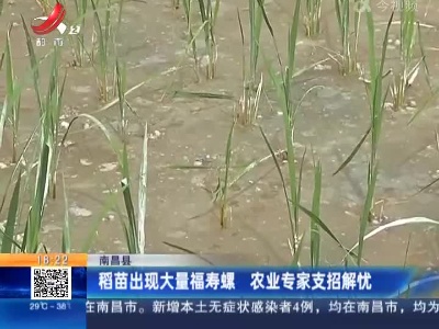南昌县：稻苗出现大量福寿螺 农业专家支招解忧