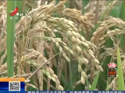 南昌：数百亩水稻减产绝收 种田户损失不小